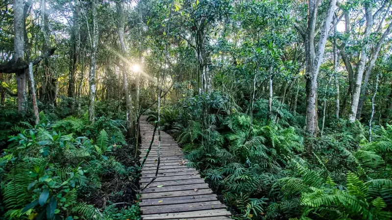 Elaleni Coastal Forest Estate