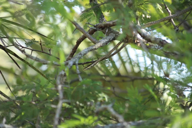 twig snake (1)